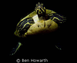 Freshwater turtle at a lake in FL by Ben Howarth 